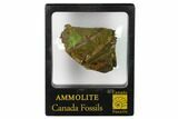 Iridescent Ammolite (Fossil Ammonite Shell) - Alberta, Canada #156840-2